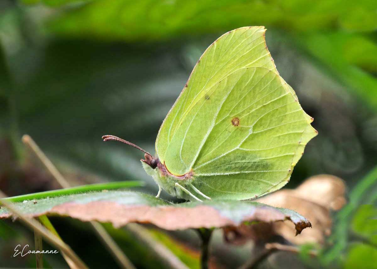 papillon
